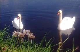 A Ludasi-tó új lakói