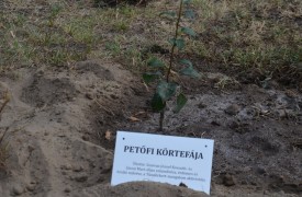 Eddig kétszáz hazai és külhoni közösség csatlakozott a Petőfi körtefája programhoz